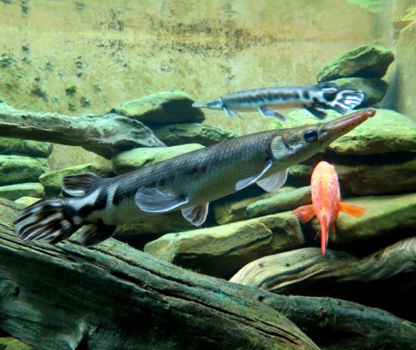 SHEDD - PHOTOS - TPG - 7112013 PS 3