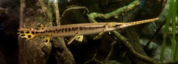 Longnose Gar (Lepisosteus osseus)