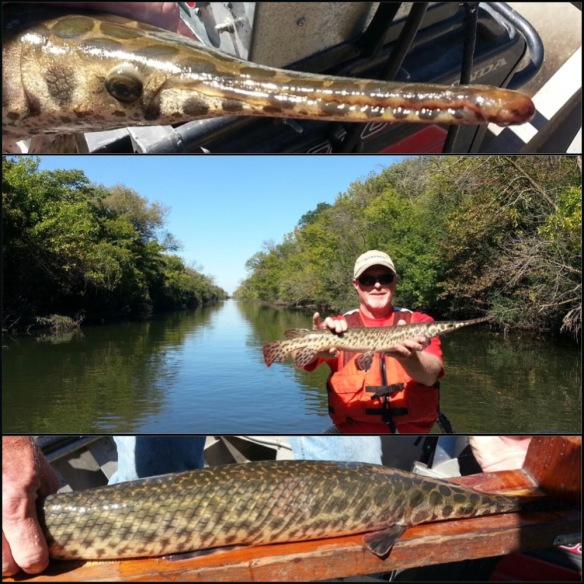Illinois Department of Natural Resources biologist Frank Jakubicek holds up the Spotted Gar (Lepisosteus oculatus) specimen found in the North Branch Channel of the Chicago River in September 2014