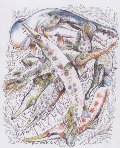 The 7 gar (Lepisostidae) species of the world. (Hannah Dean)